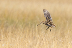 African Snipe photo 3