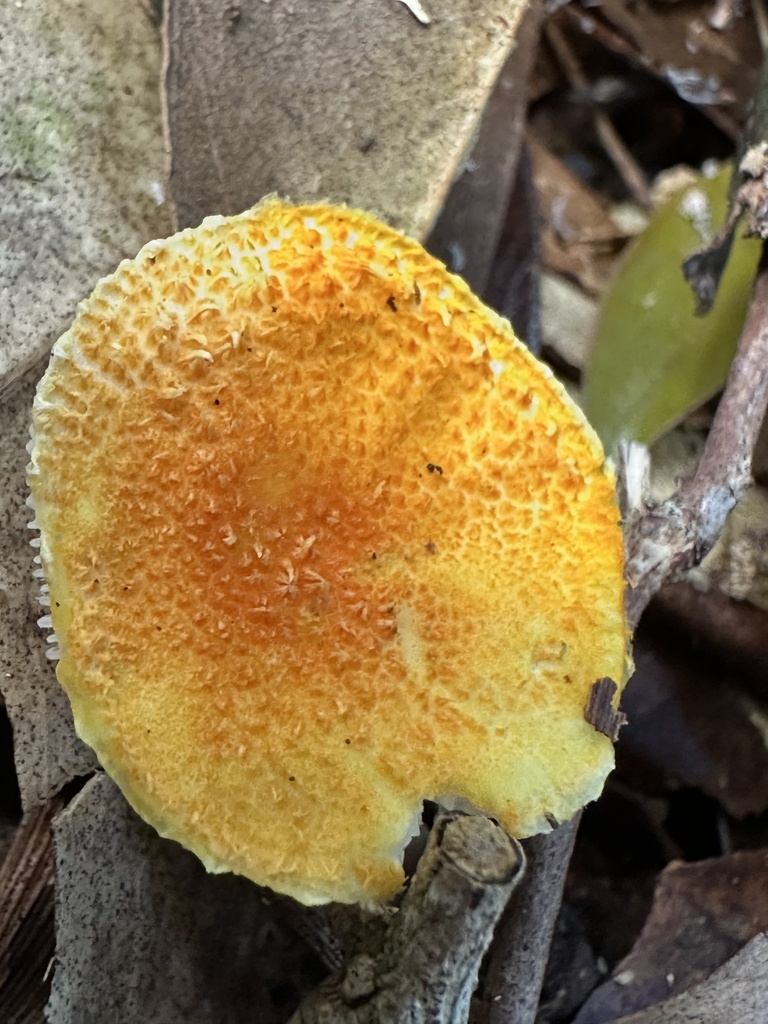 Cyptotrama asprata · July 2025 · photo: © prossington (iNaturalist, cc-by)