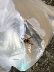 Vespa simillima xanthoptera