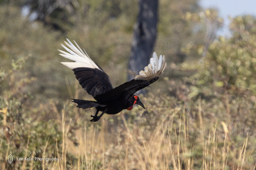 Southern Ground Hornbill