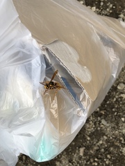 Vespa simillima xanthoptera