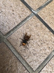 Vespa analis insularis