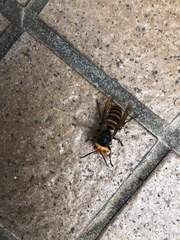 Vespa analis insularis