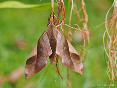 Clanis stenosema