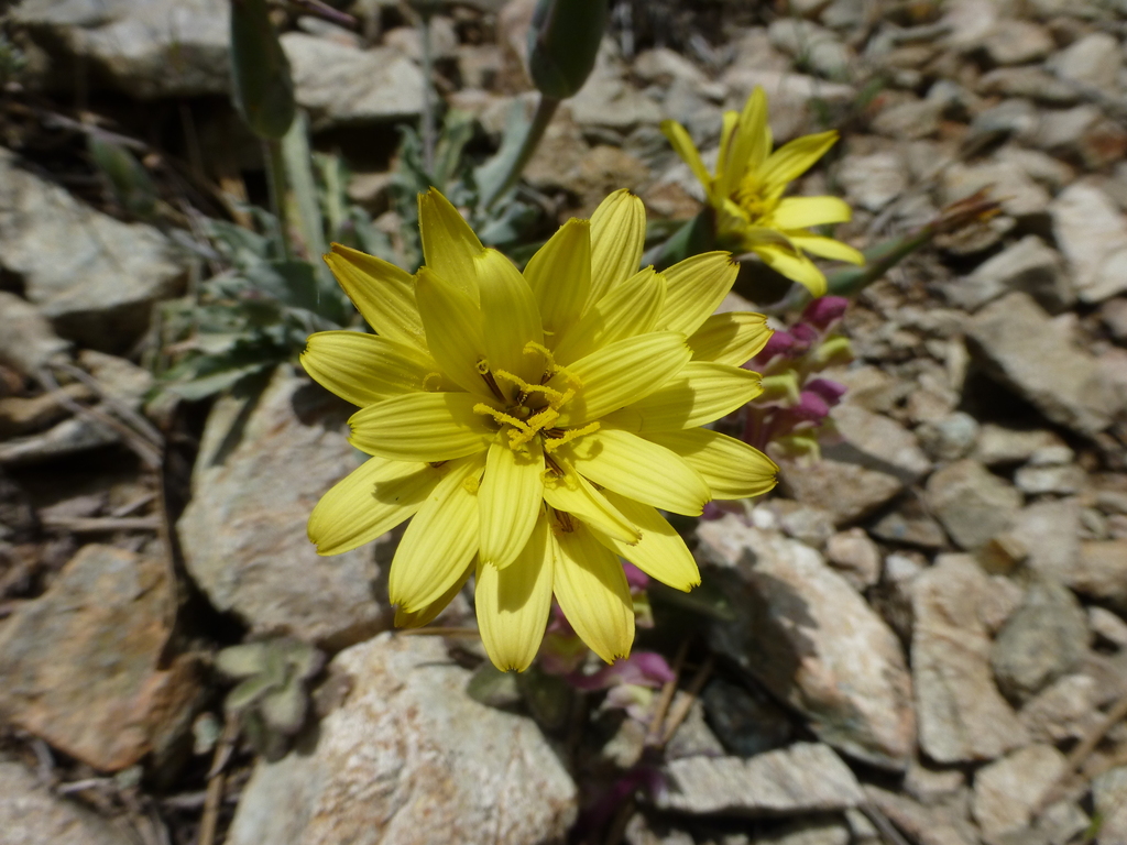 Pseudopodospermum troodeum