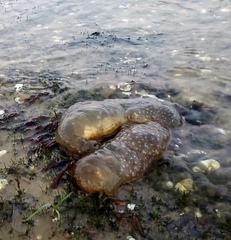 Pectinatella magnifica