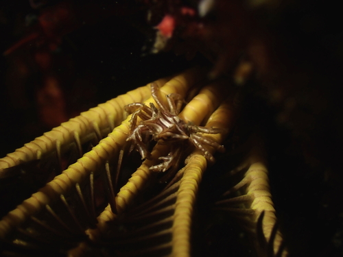 Tiaramedon spinosum observed 2025-06-21