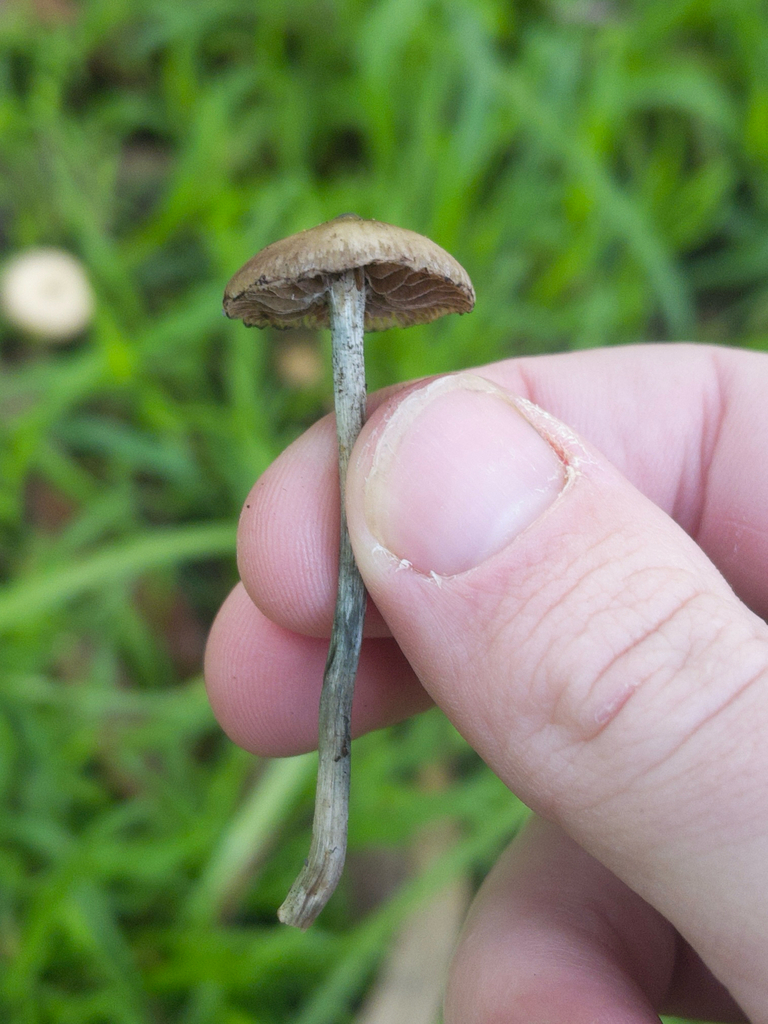 Psilocybe subaeruginosa · July 2025 · photo: © plantrant (iNaturalist, cc-by)