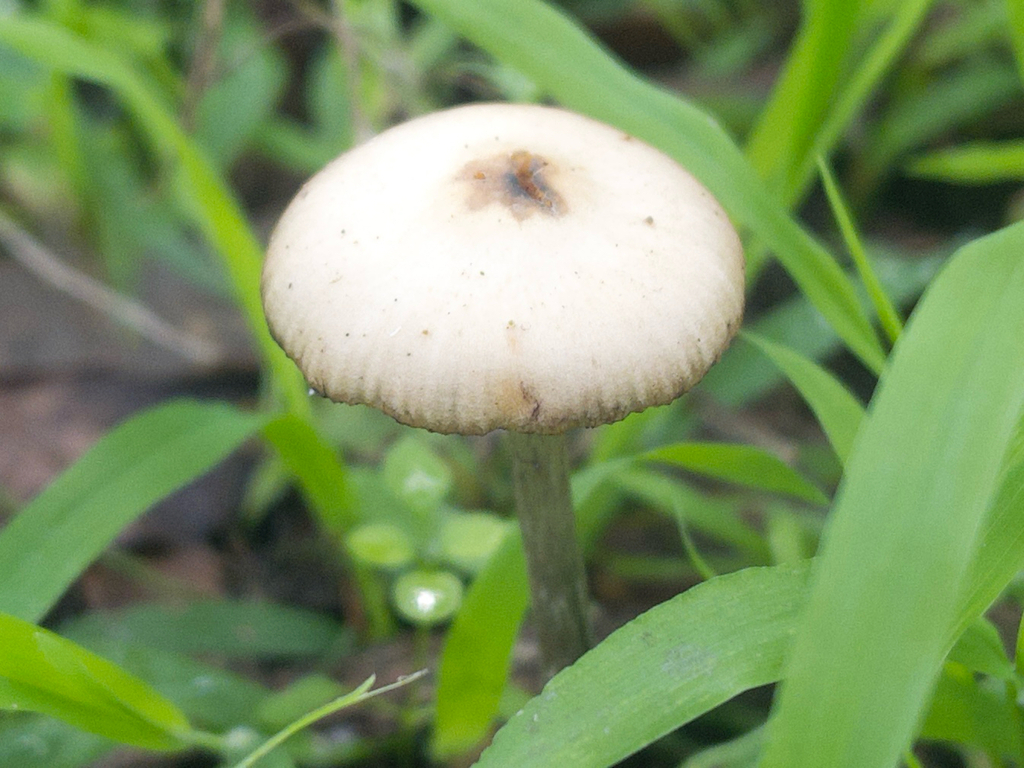 Psilocybe subaeruginosa · July 2025 · photo: © plantrant (iNaturalist, cc-by)