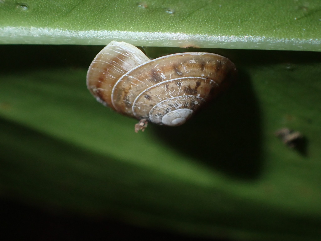 Trochomorpha burrowsi