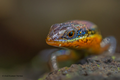 Eutropis macularia