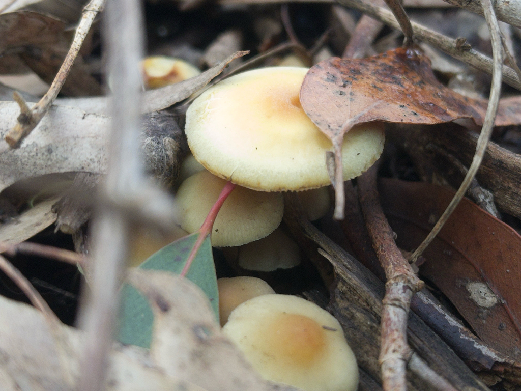 Hypholoma fasciculare · July 2025 · photo: © plantrant (iNaturalist, cc-by)