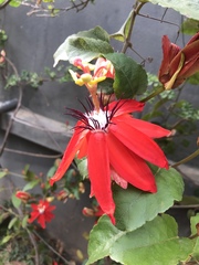 Coccinea
