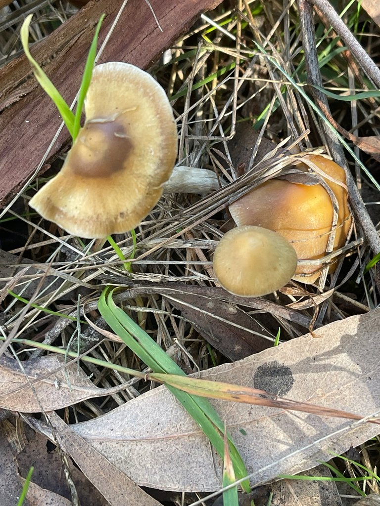 Psilocybe subaeruginosa · July 2025 · photo: © plantrant (iNaturalist, cc-by)