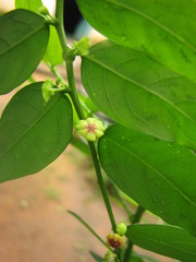 Phyllantheae