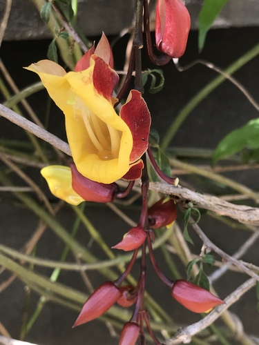 Thunbergia mysorensis image