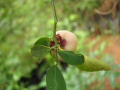 Phyllantheae