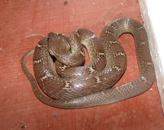 Lycodon anamallensis