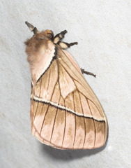 Pseudodirphia