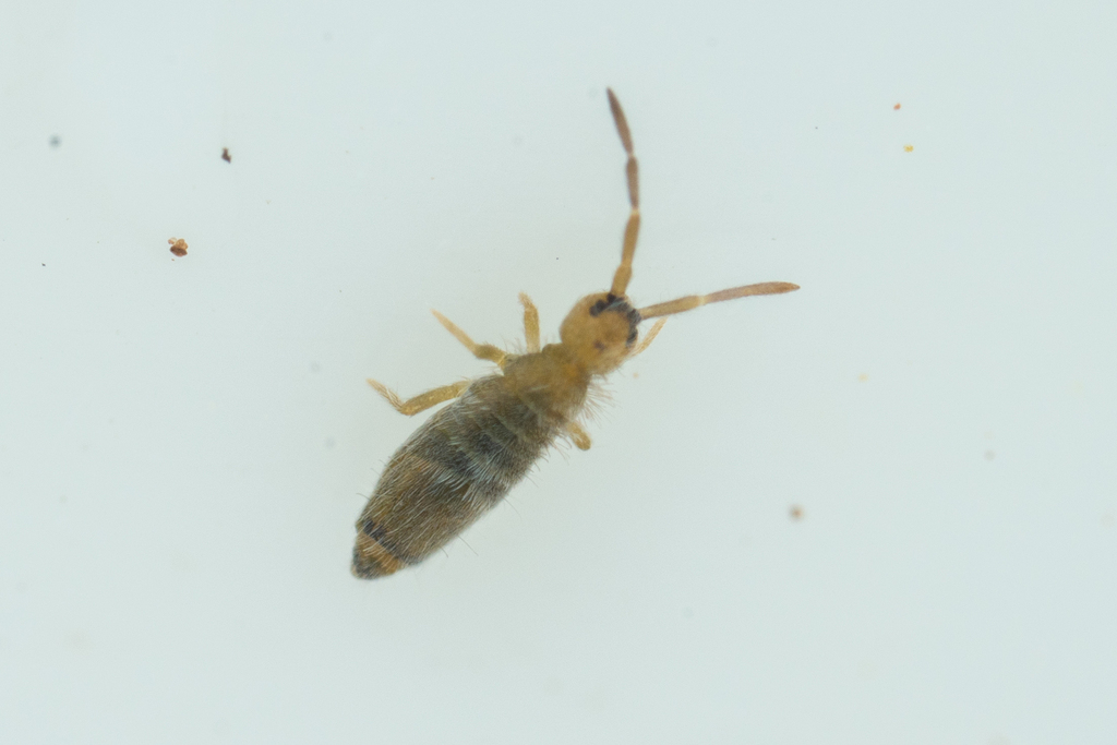 Entomobrya confusa