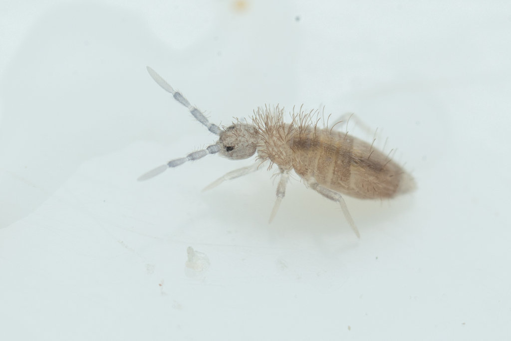 Entomobryoides