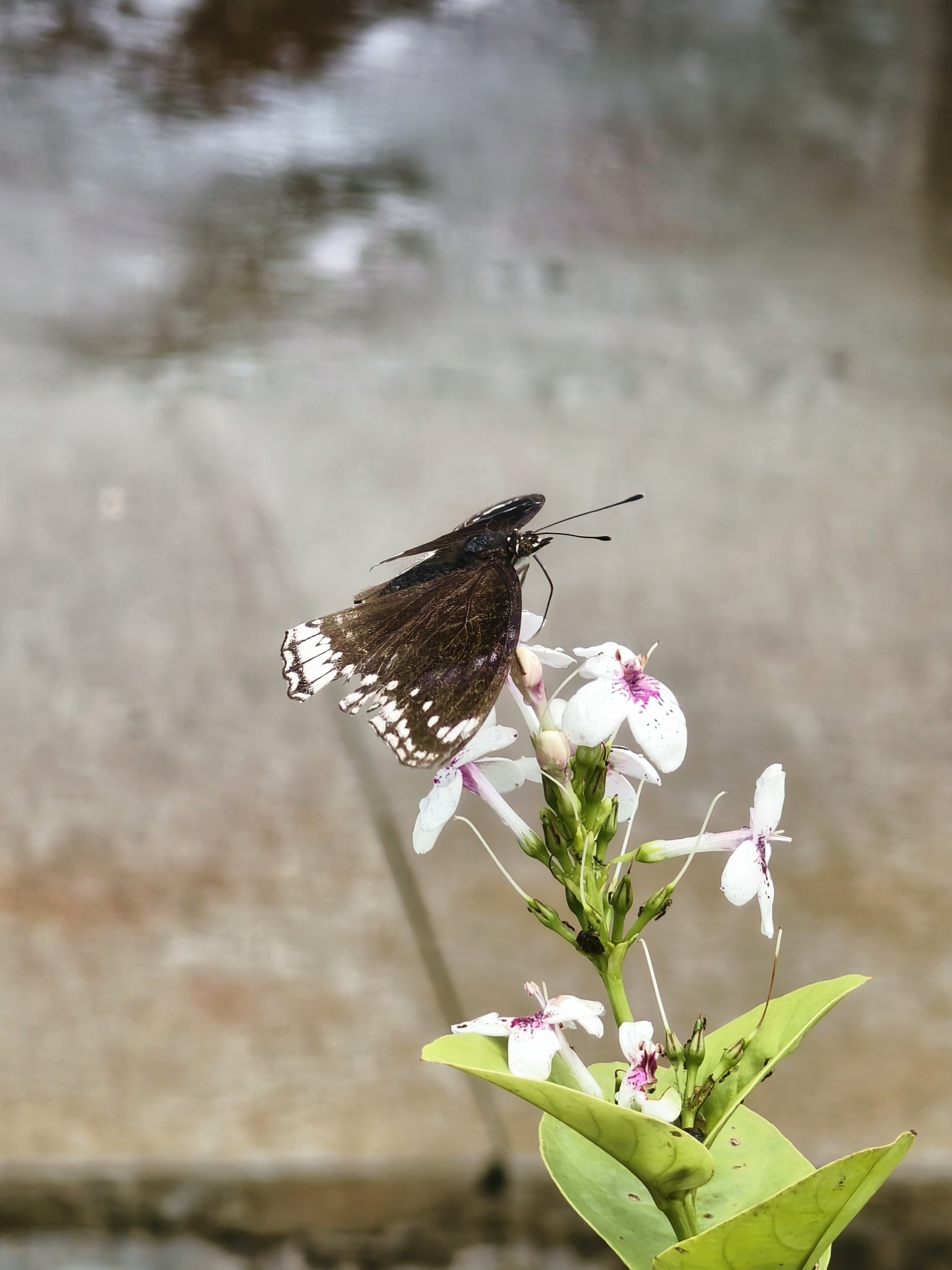 Great Eggfly
