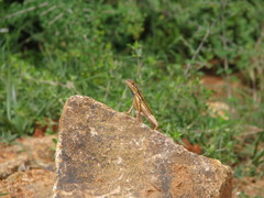 Sitana