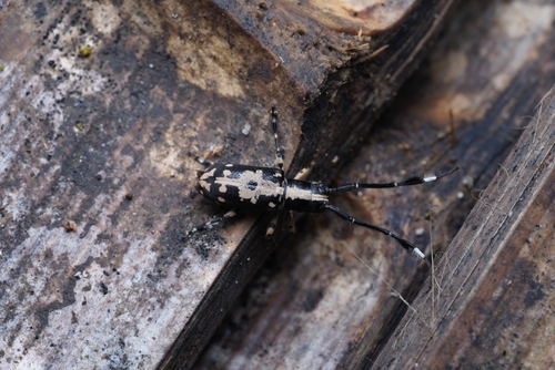 Cacia cephaloides