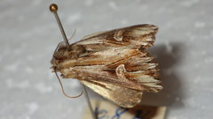 Actinotia polyodon