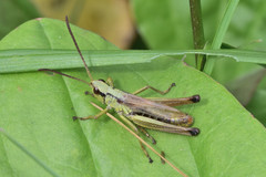 Pseudochorthippus montanus
