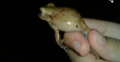 Boana multifasciata
