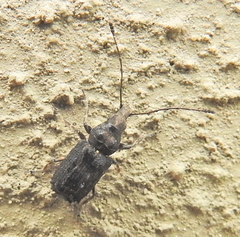 Anthribinae