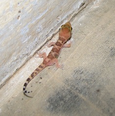 Hemidactylus triedrus