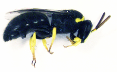 Hylaeus euxanthus