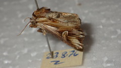 Actinotia polyodon