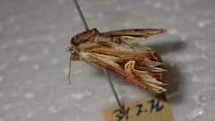 Actinotia polyodon