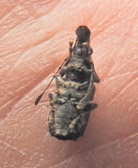 Anthribinae