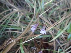 Lobelia reverchonii
