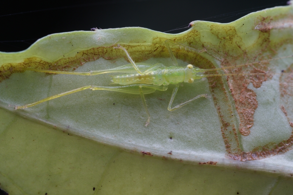 Thaumaspis