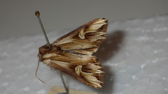 Actinotia polyodon