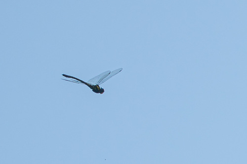 Chlorogomphus okinawensis