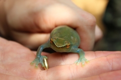 Sphaenorhynchus lacteus