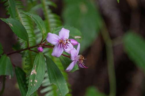 Tashiroea okinawensis observed 2025-07-05