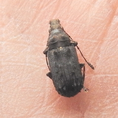 Anthribinae
