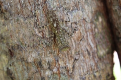 Liturgusidae