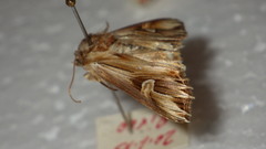 Actinotia polyodon