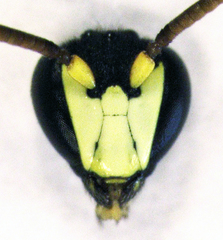 Hylaeus euxanthus