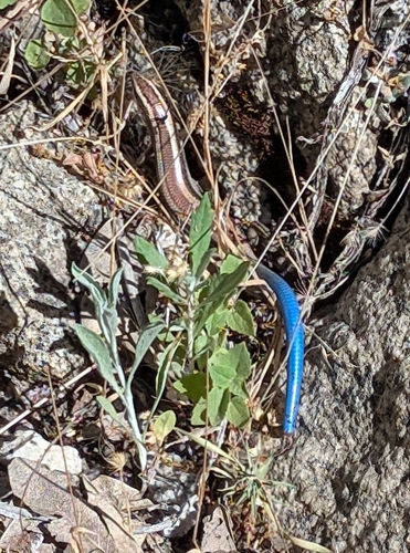 iNaturalist observation photo of Gilbert's Skink