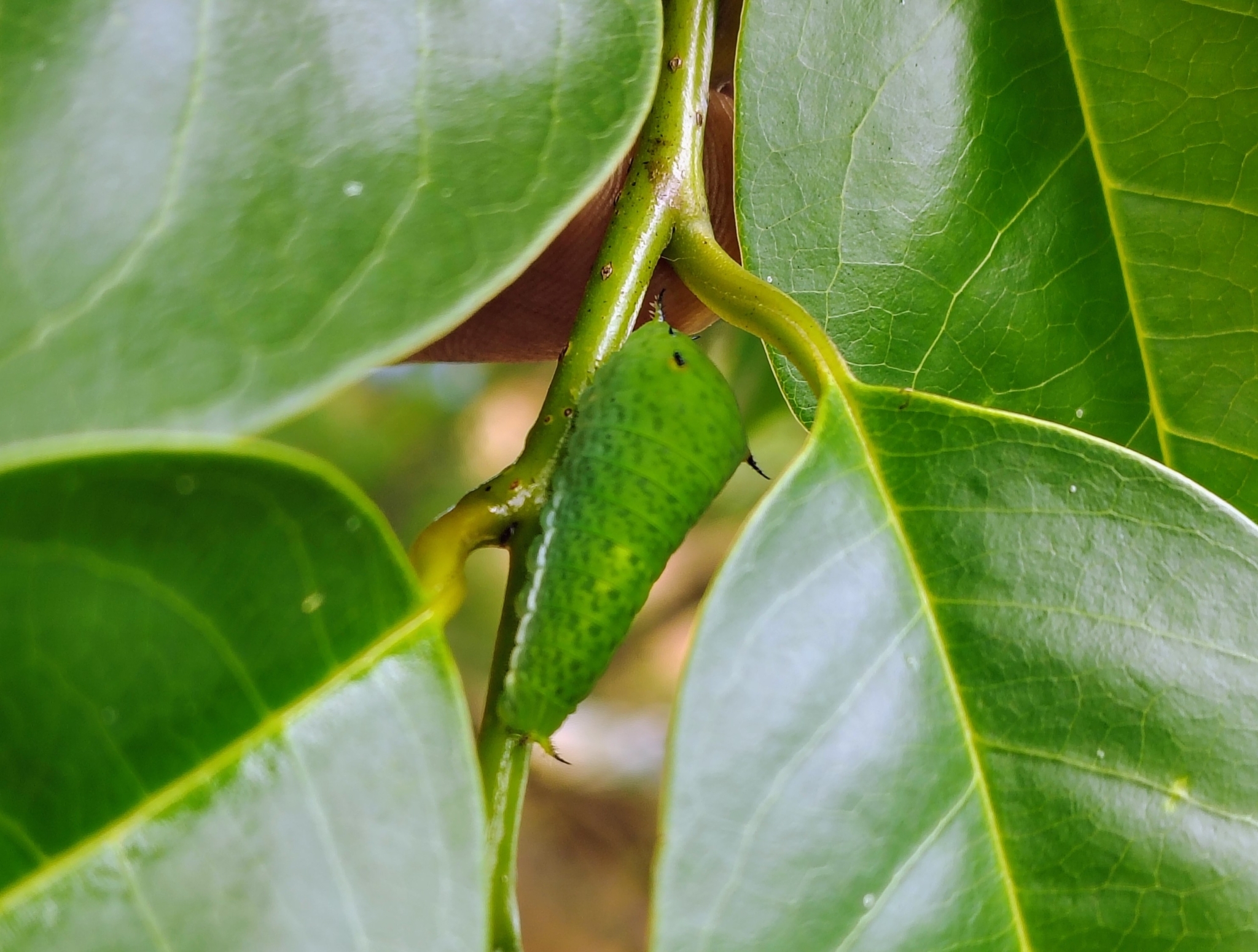 Tailed Jay