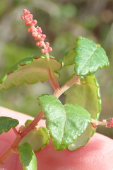 Acalypha capensis